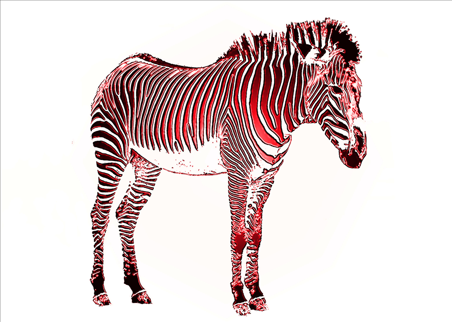 Zebra1ro